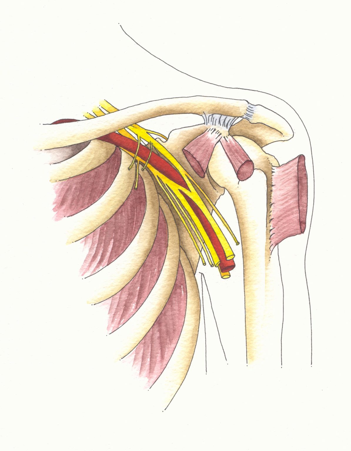 Erb's Palsy Lawyers in Washington DC | Regan Zambri Long